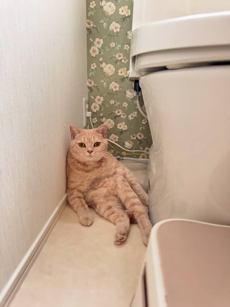 正体は猫ちゃんでした