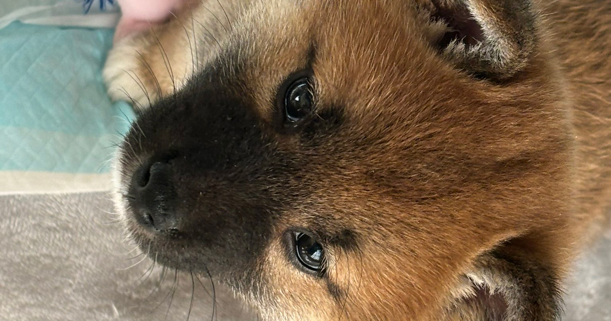 柴犬の赤ちゃん→5カ月後……　急成長した“まさかのチャームポイント”に飼い主絶叫　「かわええ」「なんというw」（1/2） | 犬 ねとらぼ