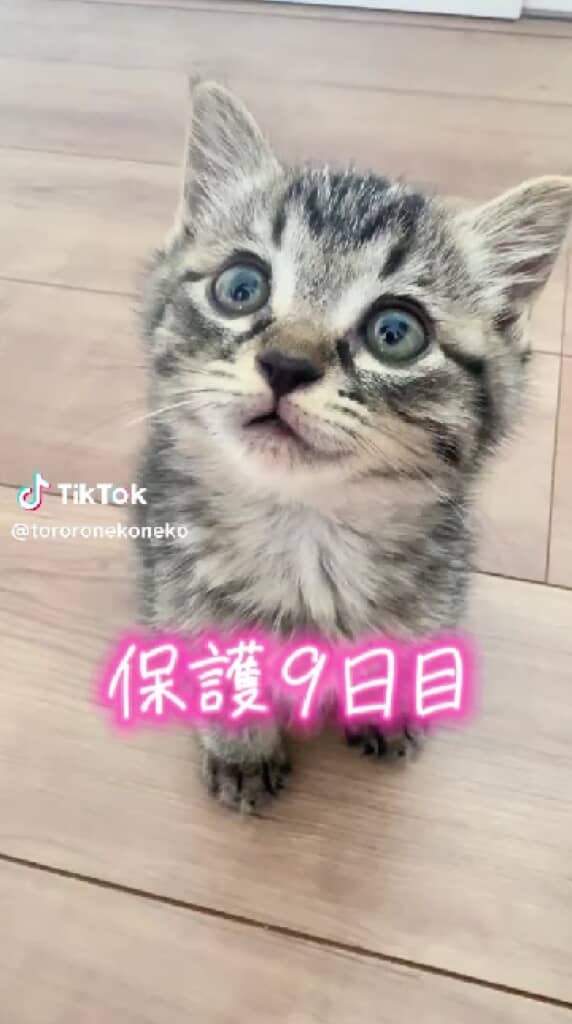 まんまるなお目々のとろろちゃん