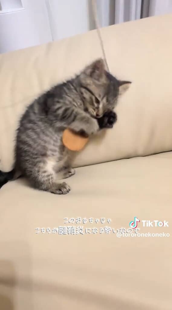 猫じゃらしにしがみつくとろろちゃん
