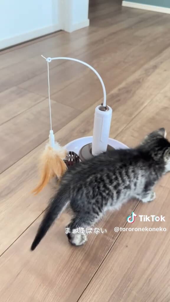 興味なさそうなとろろちゃん