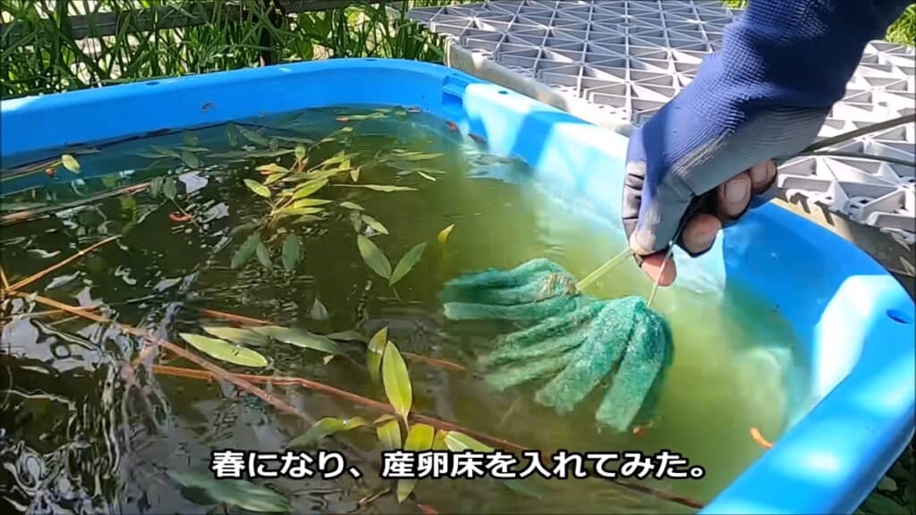 金魚3匹とフナ1匹から生まれた稚魚を観察