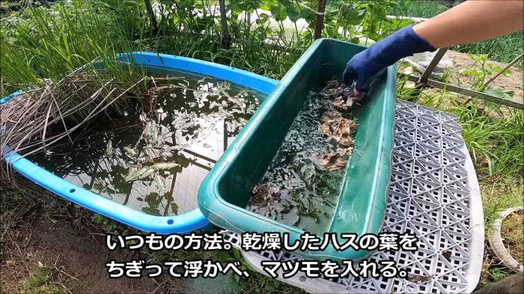 金魚3匹とフナ1匹から生まれた稚魚を観察