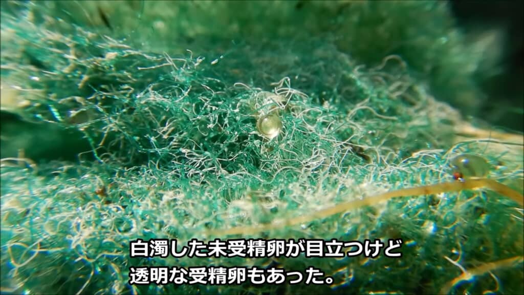 金魚3匹とフナ1匹から生まれた稚魚を観察