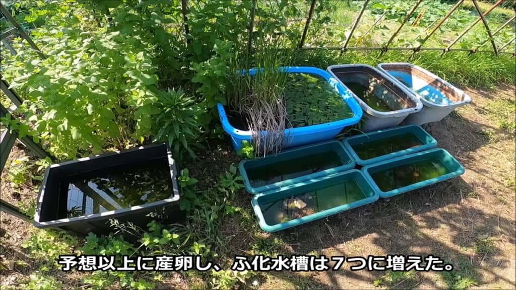 金魚3匹とフナ1匹から生まれた稚魚を観察