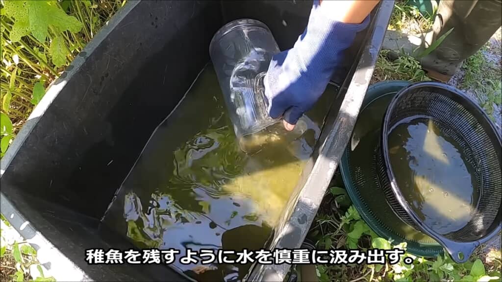 金魚3匹とフナ1匹から生まれた稚魚を観察