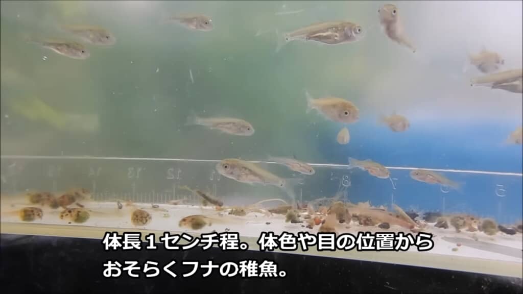 金魚3匹とフナ1匹から生まれた稚魚を観察