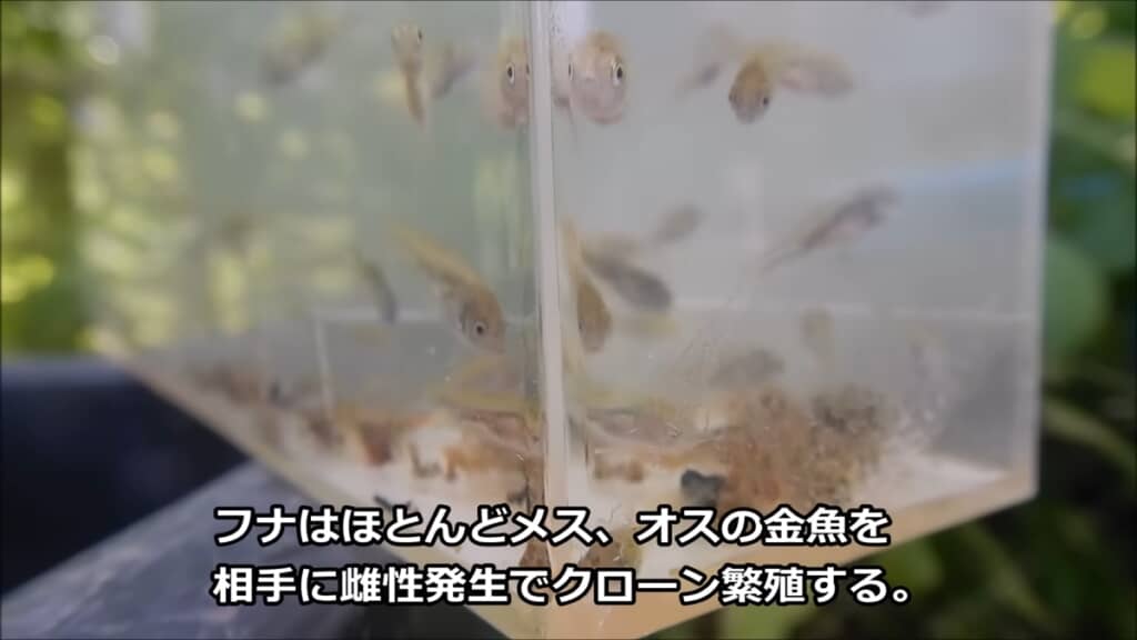 金魚3匹とフナ1匹から生まれた稚魚を観察