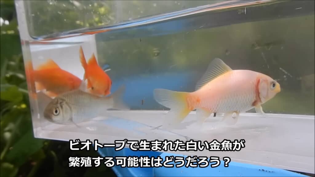 金魚3匹とフナ1匹から生まれた稚魚を観察