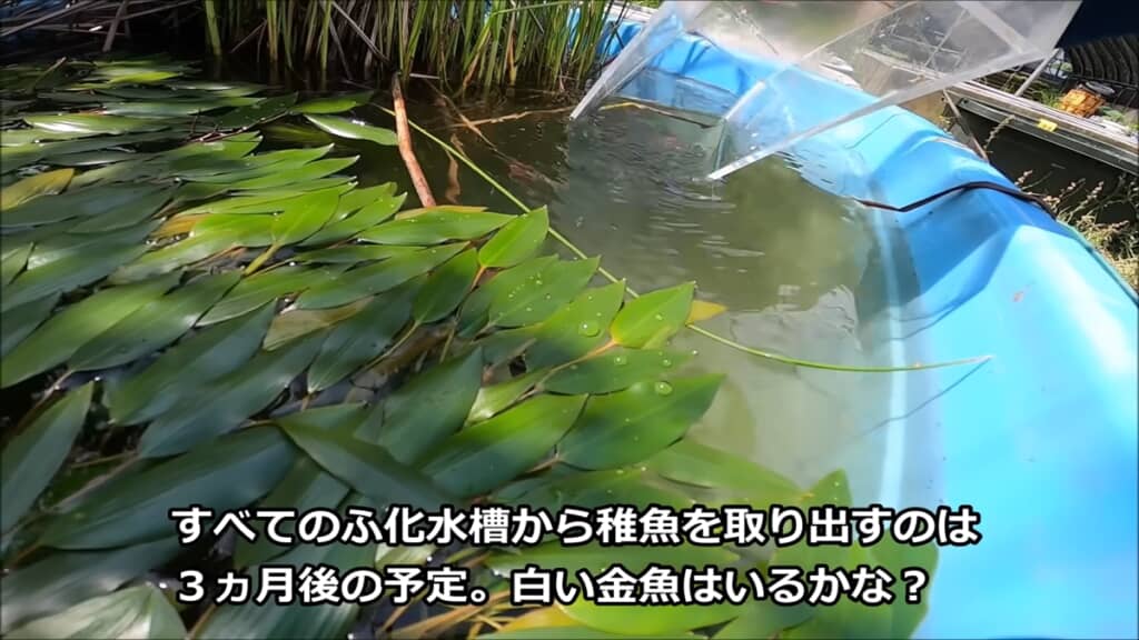 金魚3匹とフナ1匹から生まれた稚魚を観察