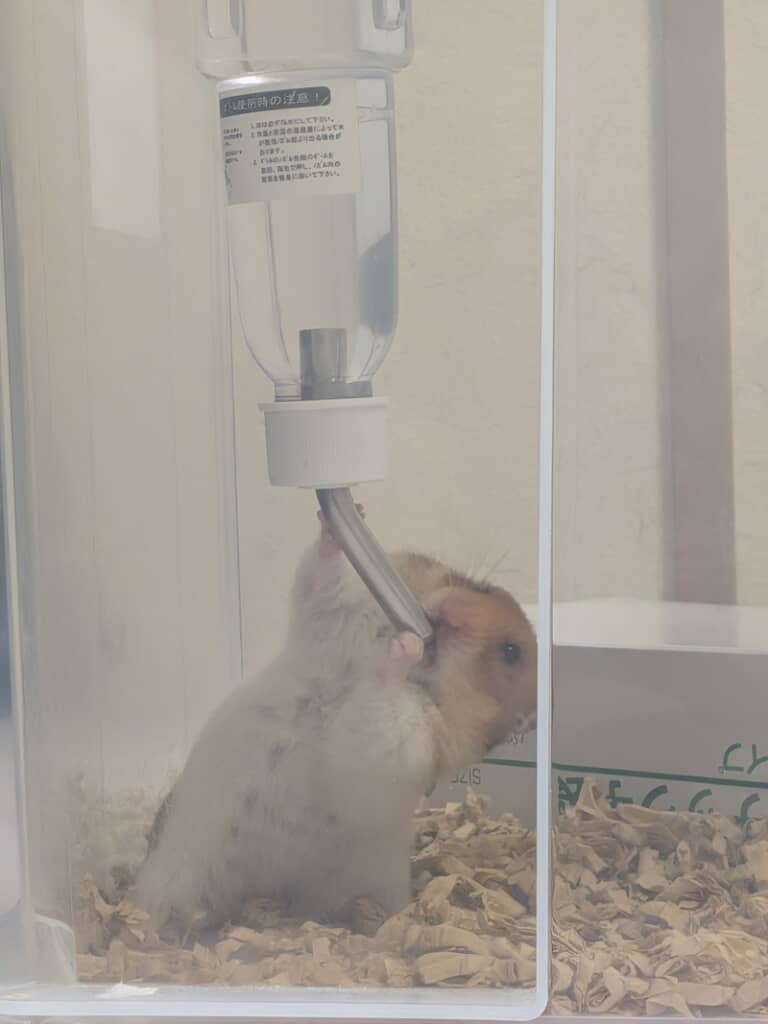 かっこいいー！