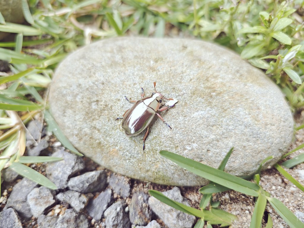 背中がピカピカだー！