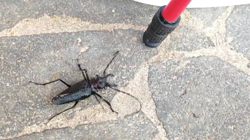 別の昆虫とも遭遇