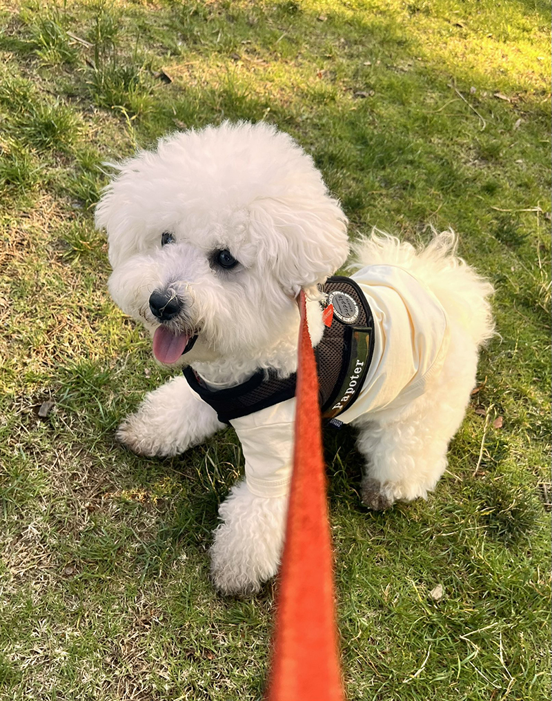 形が定まらない犬さん家のわんこ