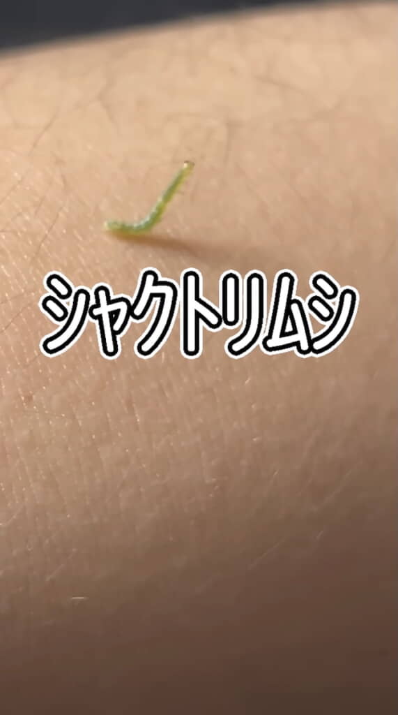 シャクトリムシだ！