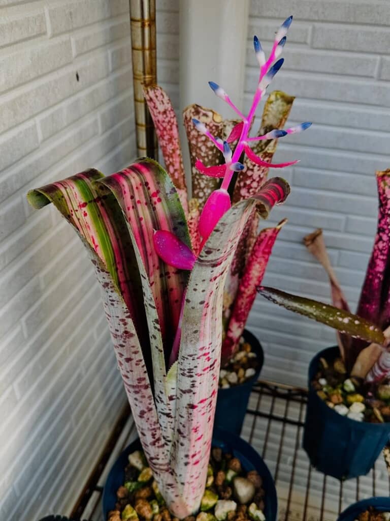 色鮮やかなケスネリアの花