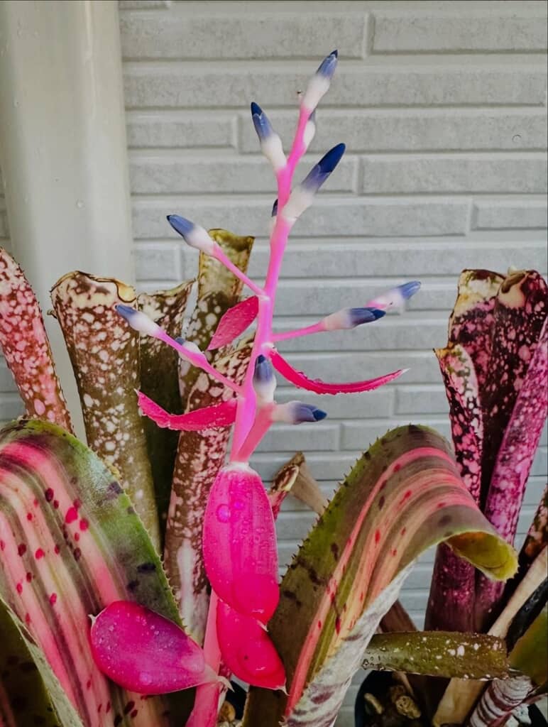 マゼンダの茎からあちこちに伸びているケスネリアの花