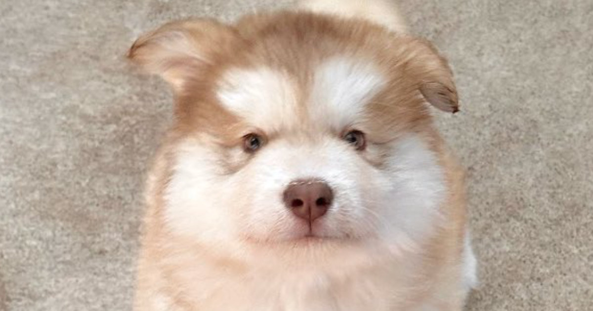 あどけない生後2カ月の子犬→約2年後……　驚きの大大大成長に反響「笑みが止まらない」「嫌なことどうでもよくなった」（1/2） | 犬 ねとらぼ