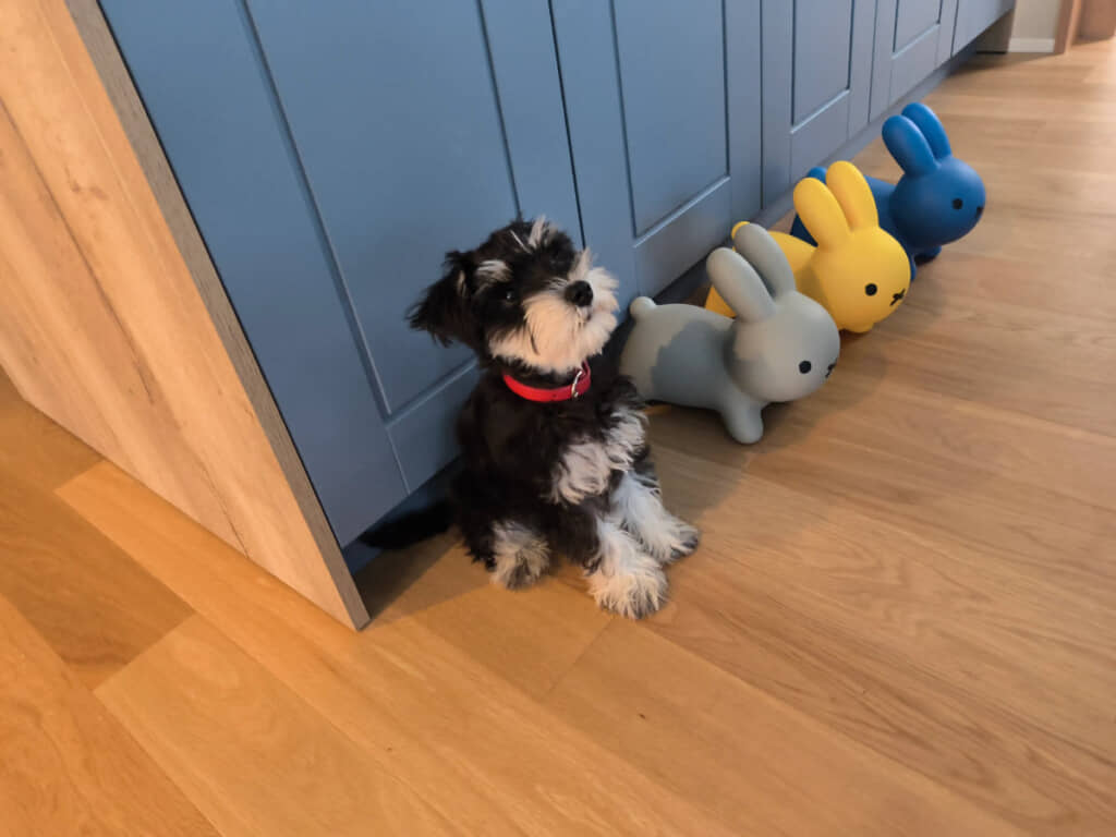 飼い主さんの「整列！」の言葉に、この通り。ピシッとした姿がかわいい