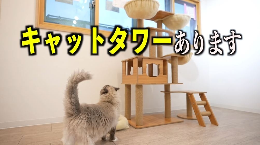 キャットタワー