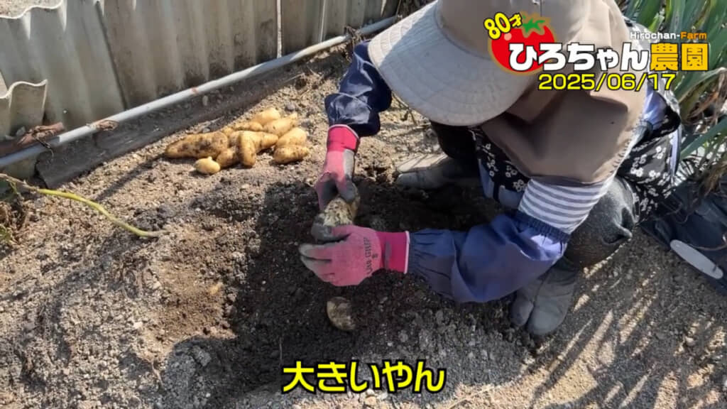 雨が降った12日間で大きくなっていました