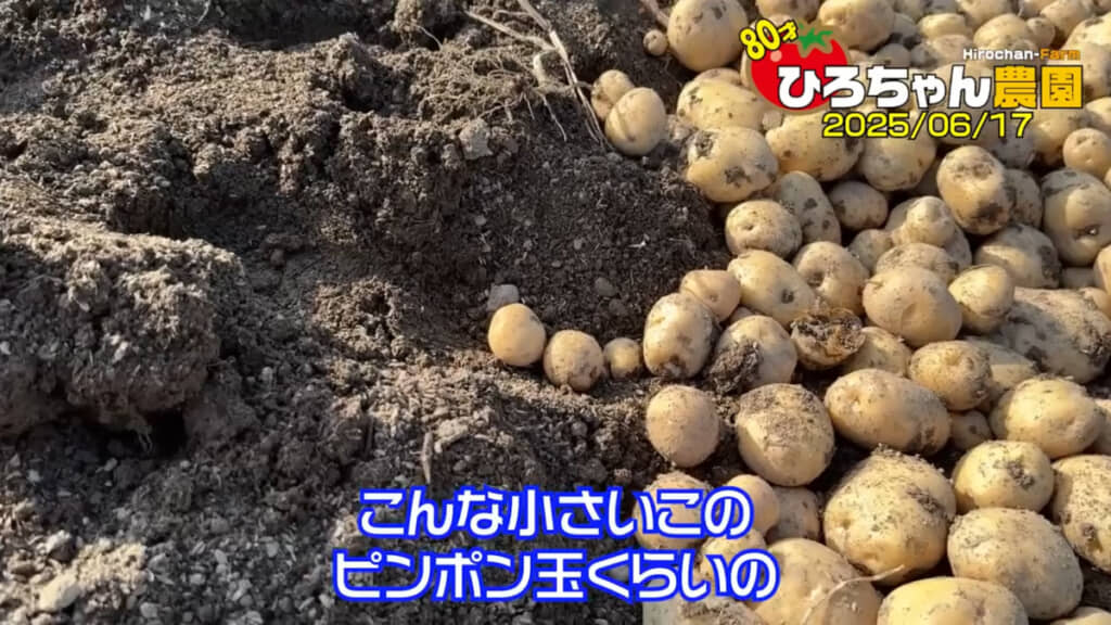 試し掘りしたときは、画像中心あたりの小さいサイズばかりでした