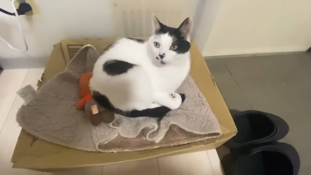 愛猫のうめちゃん。普通のハウスよりもダンボールがお気に入りで、夜はここで過ごすことが多いそうです