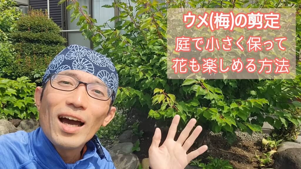 プロが教える梅の剪定方法