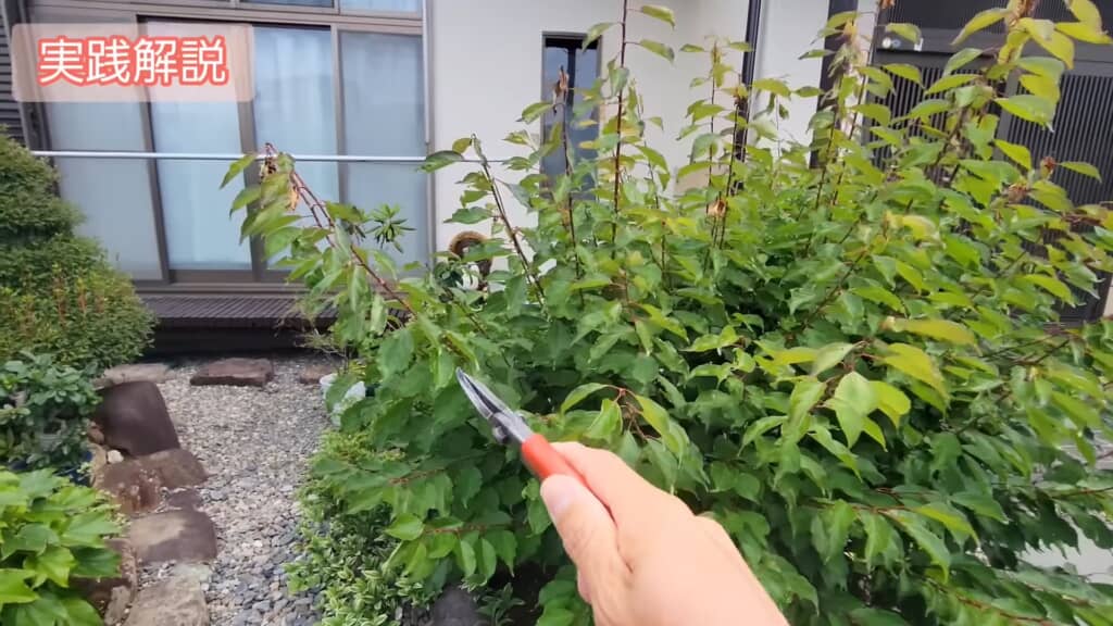 長く伸びた枝が何本もある梅の木