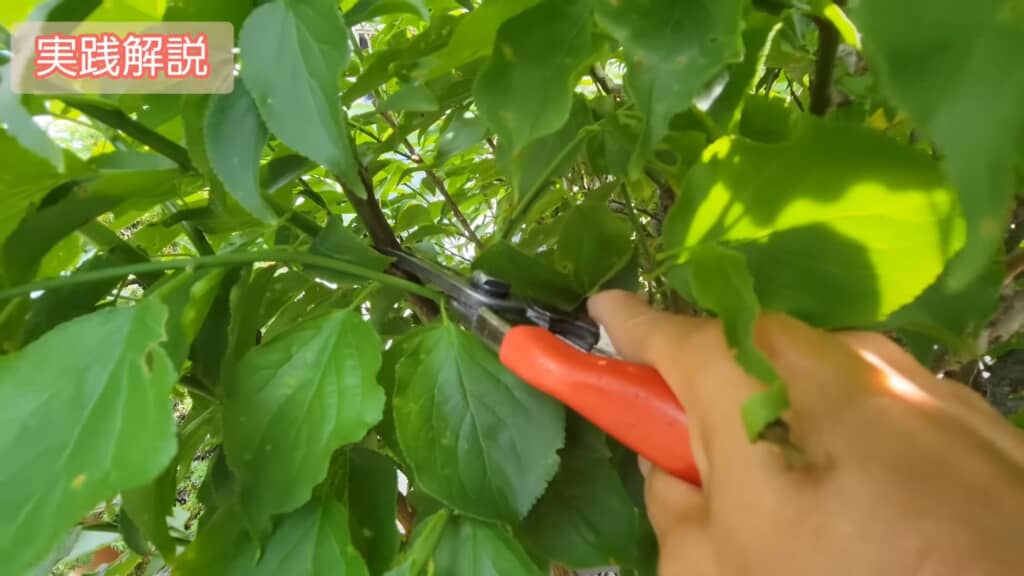 脇枝が伸びているところで剪定