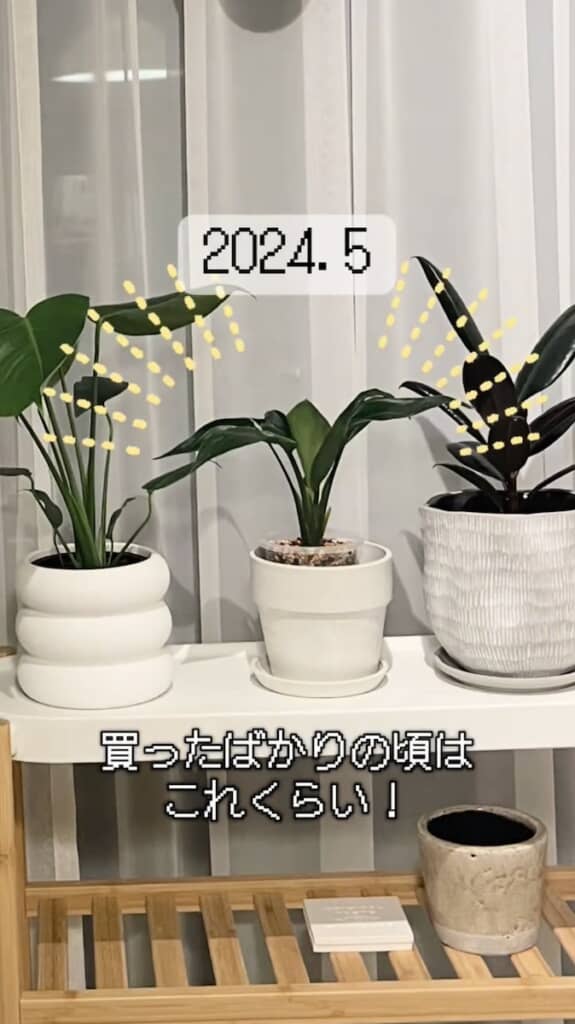 買ったばかりのころ（2024年5月）のストレリチア