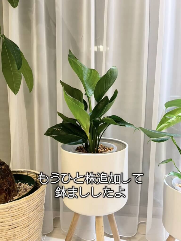 株を追加し鉢増し