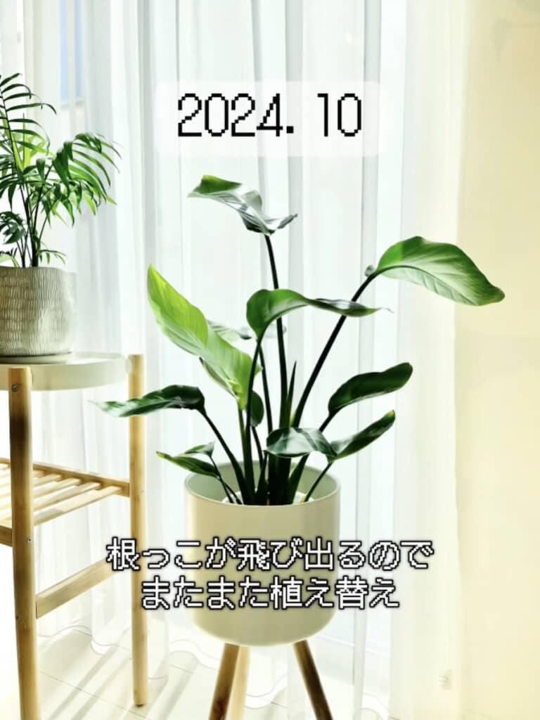 再び鉢増し（2024年10月）