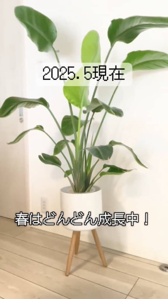 こんなに大きくなりました（2025年5月）