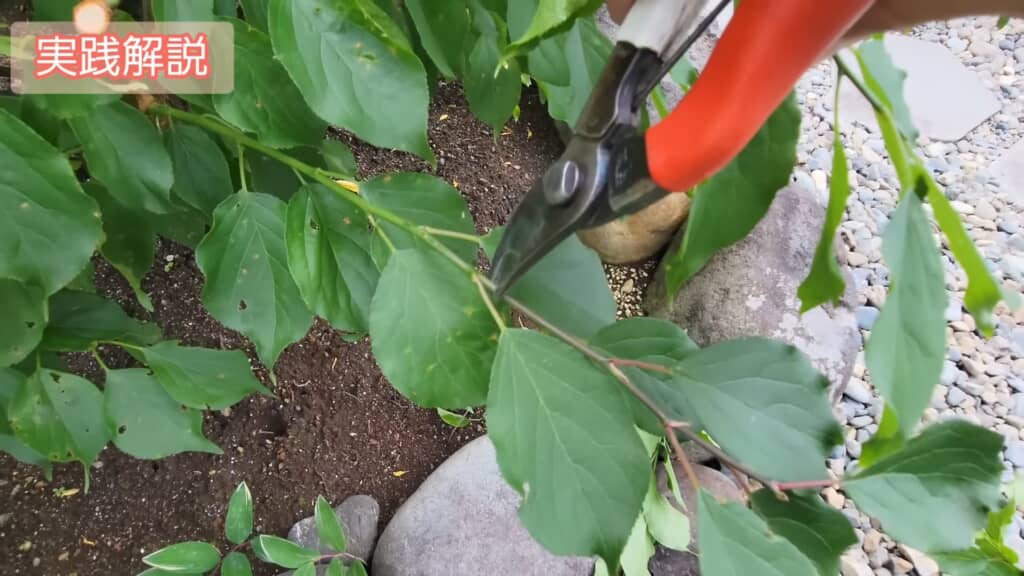 枝の根元ではなく葉の部分で切る“切り詰め剪定”をすることも