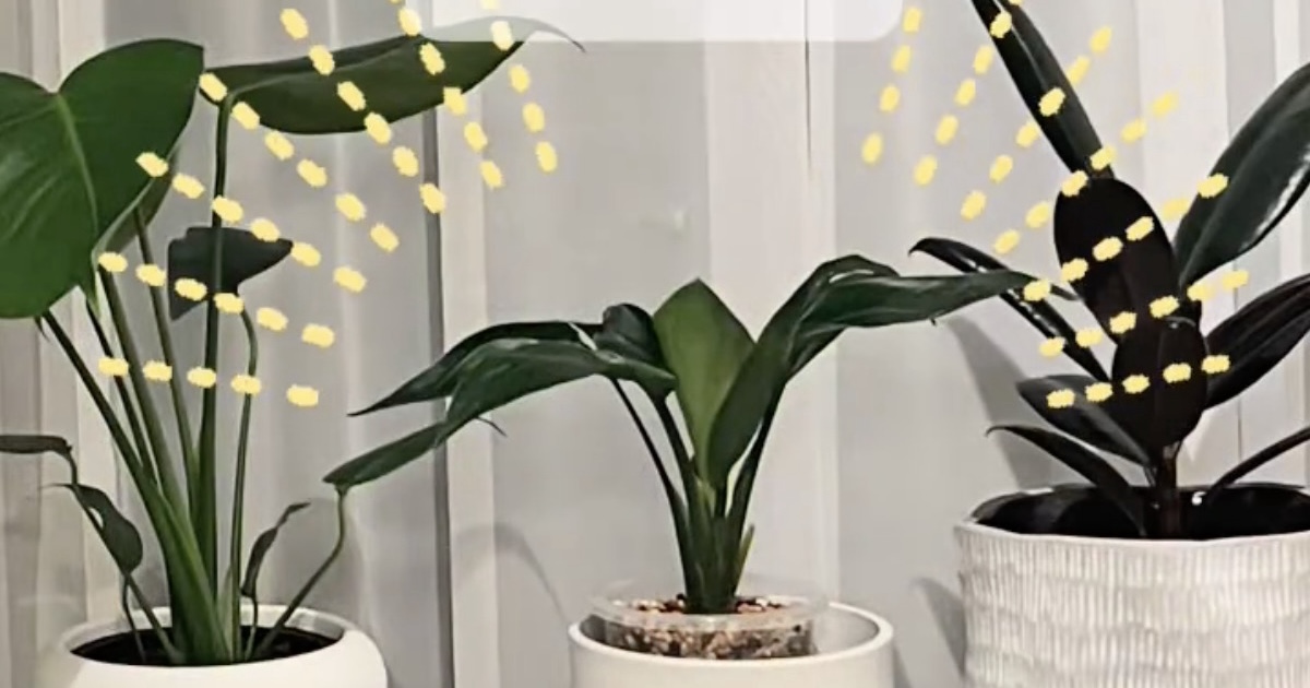 ダイソーで買った“弱々しい植物”が1年後……　「すごいー!!」「びっくり」努力を重ねた“まさかの姿”に反響（1/2） | ライフスタイル ねとらぼ