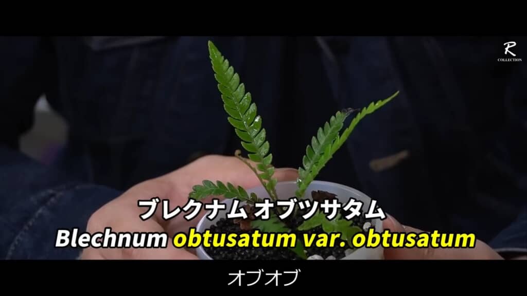 学名の「Blechnum obtusatumvar. obtusatum」を縮めて、通称「オブオブ」
