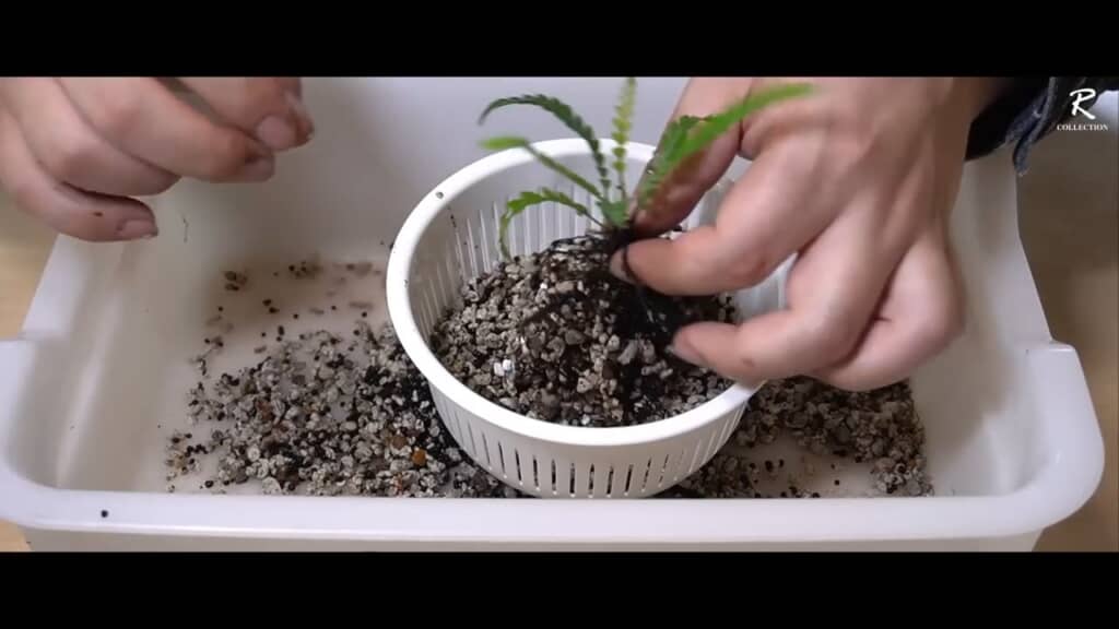 元の鉢から土や軽石ごと移植