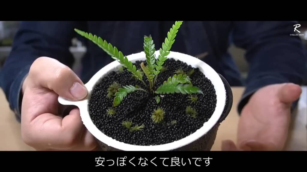 表面をソイルで埋め、コケなど植えてやるといい感じ