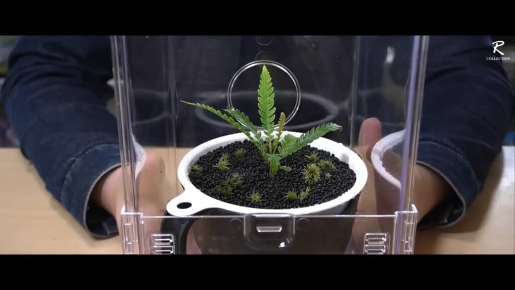 サイズぴったり。直射日光を避けて、温かいところに置くと良いそうです