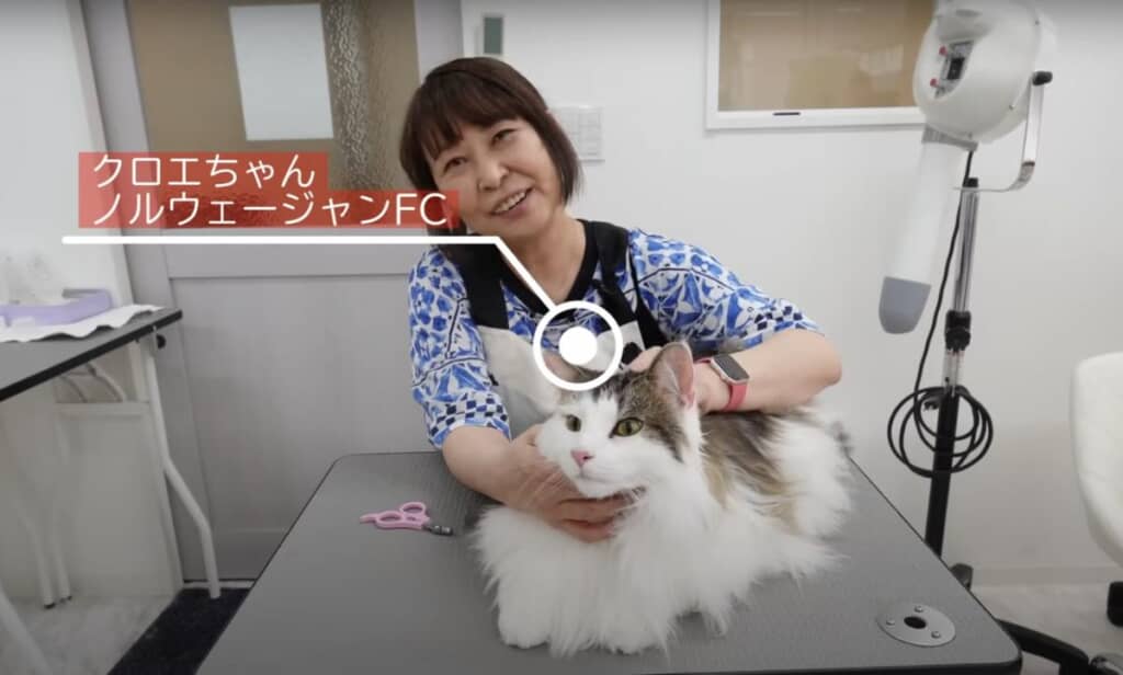 ノルウェージャンフォレストキャットのクロエちゃん