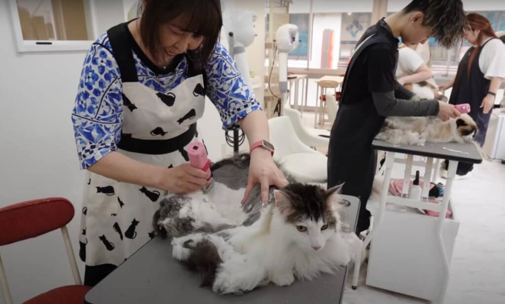 飼い主さんのリクエストに沿ってバリカンを入れます