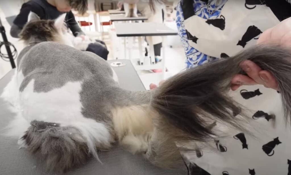 サマーカットは抜け毛の飲み込みも防いでくれます