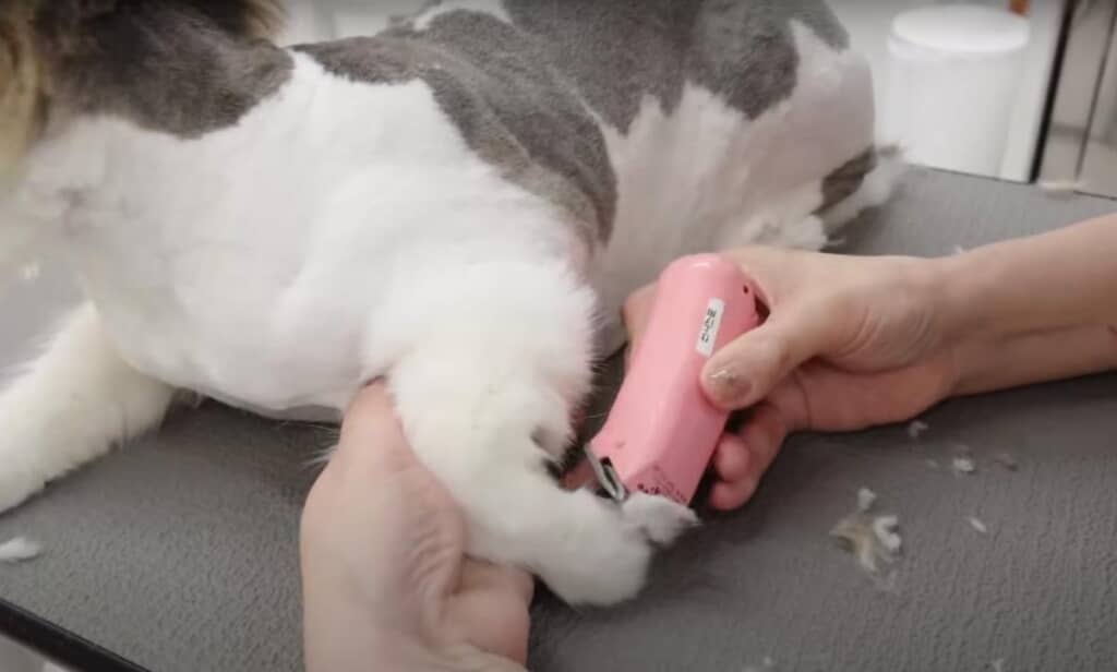 クロエちゃんもお利口に過ごしているようです