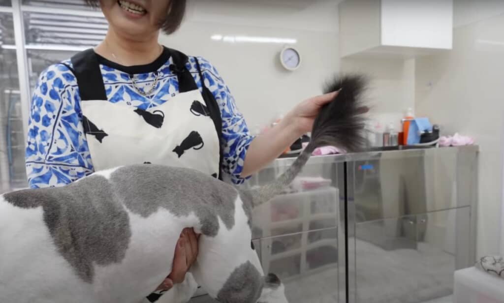 ライオンみたいなしっぽもかわいい