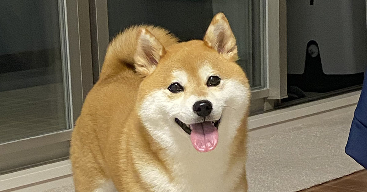 体調を崩して寝込む飼い主→柴犬が枕元に置いた“まさかのもの”が650万表示　「これは泣いちゃう」「ええ子や」（1/3） | 犬 ねとらぼ