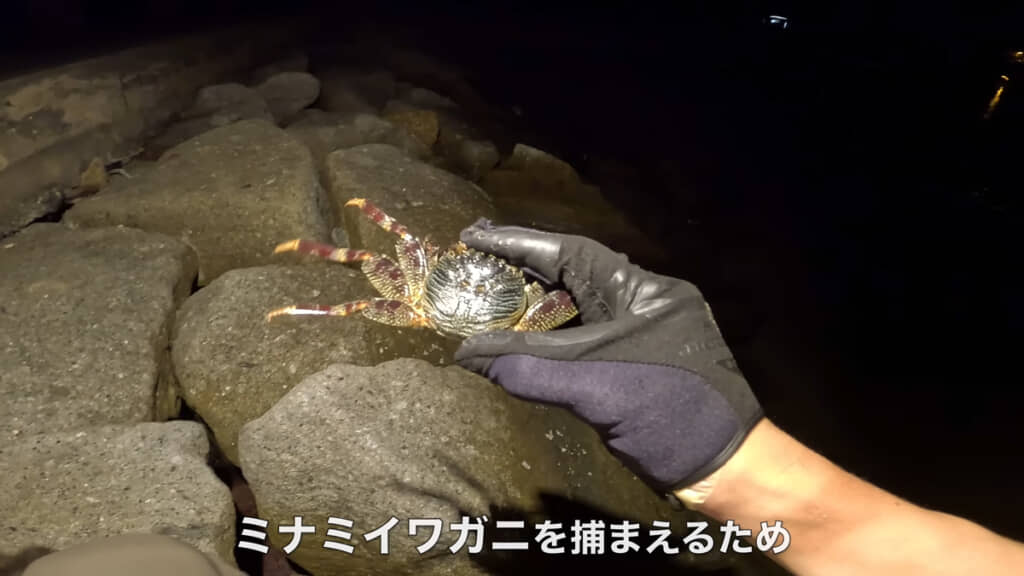 翌日の釣りで使うためのカニを捕獲