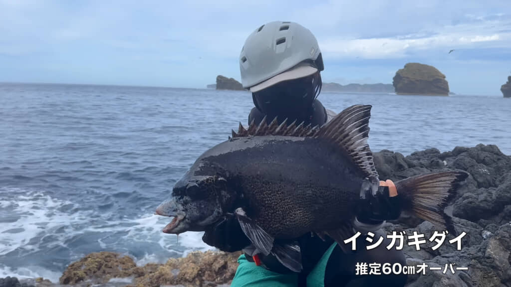巨大なイシガキダイを釣り上げました！！