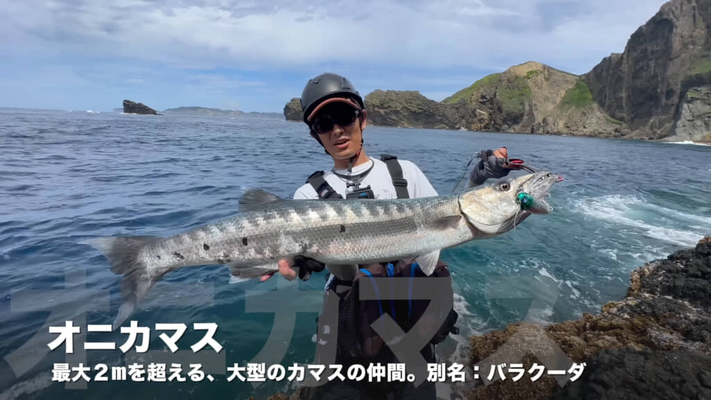日本では流通が禁じられているオニカマスの姿も