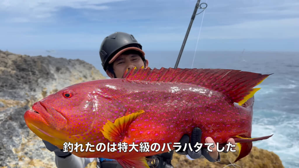 本日の釣果はバラハタ1匹でした、でっかいです